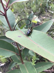 Cyrioides imperialis