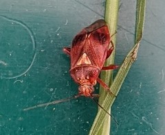 Lygus rubroclarus