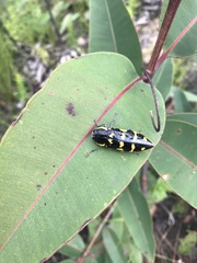 Cyrioides imperialis
