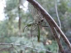 Sarcochilus dilatatus