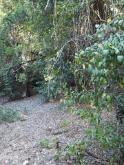 Sarcochilus dilatatus