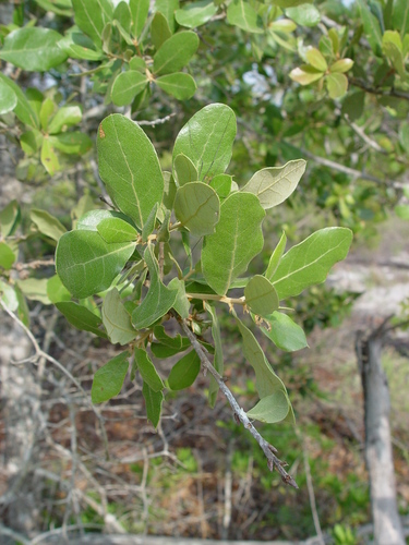 Quercus X oviedoensis