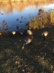 Branta canadensis