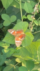 Anartia amathea
