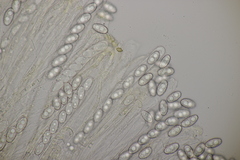 Sowerbyella radiculata