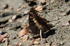 Charaxes achaemenes