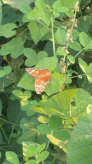 Anartia amathea