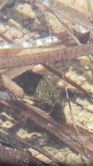 Parablennius sanguinolentus