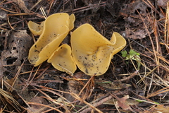 Sowerbyella radiculata