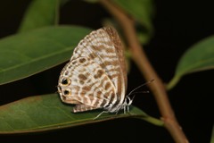 Leptotes