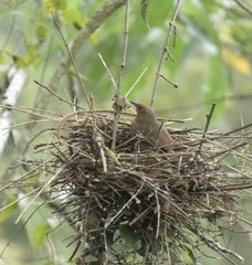 Phacellodomus erythrophthalmus