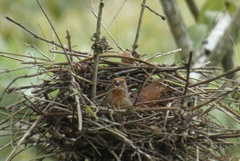 Phacellodomus erythrophthalmus