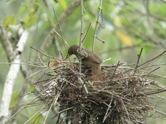 Phacellodomus erythrophthalmus