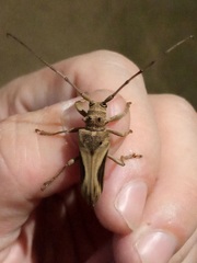 Rhaphiptera nodifera