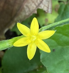 Hypoxis decumbens