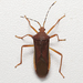 Anasa varicornis - Photo (c) Alenilson,  זכויות יוצרים חלקיות (CC BY-NC), הועלה על ידי Alenilson