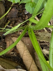 Hypoxis decumbens
