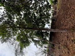 Magnoliopsida