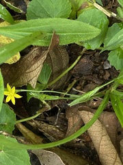 Hypoxis decumbens