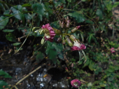 Nicotiana tomentosa