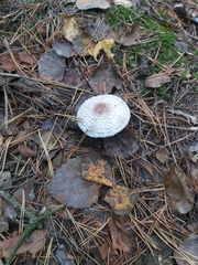 Leucoagaricus nympharum