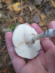 Leucoagaricus nympharum