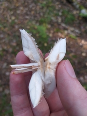 Leucoagaricus nympharum