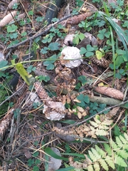 Leucoagaricus nympharum