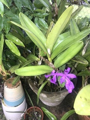 Guarianthe
