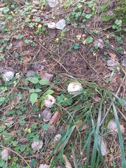 Leucoagaricus nympharum