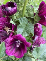 Alcea rosea