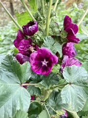 Alcea rosea