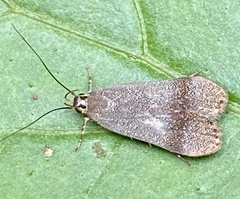 Lepidoptera