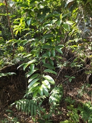 Smilax glabra