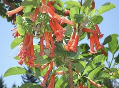 Iochroma fuchsioides