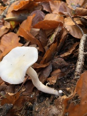 Hygrophorus eburneus