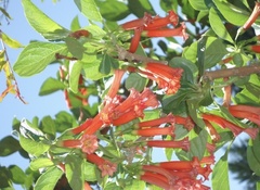 Iochroma fuchsioides