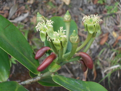 Marcgraviaceae