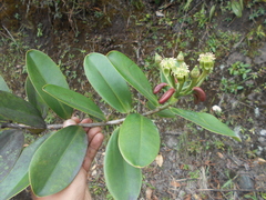 Marcgraviaceae