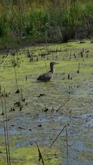 Nycticorax nycticorax