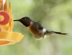 Calliphlox amethystina