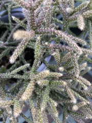 Rhipsalis pilocarpa
