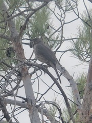 Toxostoma curvirostre