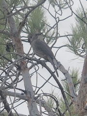 Toxostoma curvirostre