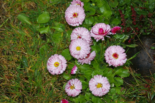 Bellis perennis