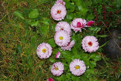 Bellis perennis — photo 3