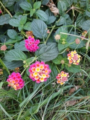 Lantana