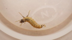 Glossosoma