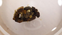 Glossosoma