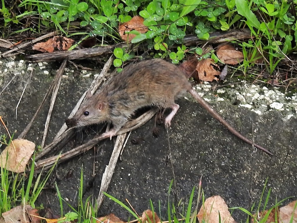 Argentinian Rats Brown Rat from 2440 Batalha, Portugal on November 8, 2020 at 12:23 PM ...